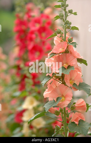 HOLLYHOCKS in un giardino Inglese Regno Unito 2005 Foto Stock