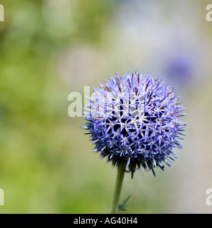 Echinops ritro veitch del blu. Globe thistle fiore in un giardino inglese Foto Stock