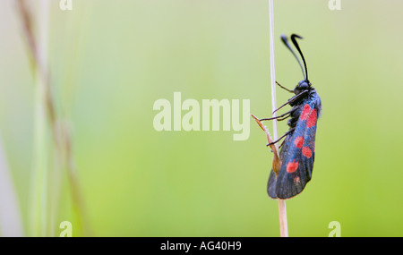 Zygaena trifolii. Cinque-spot burnett moth poggiante su erba in campagna inglese Foto Stock