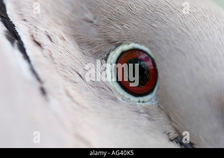 Streptopelia decaocto. Colomba a collare vicino. Uccello femmina seduta sul suo nido Foto Stock