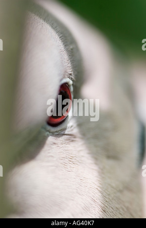 Streptopelia decaocto. Colomba a collare vicino. Uccello femmina seduta sul suo nido Foto Stock