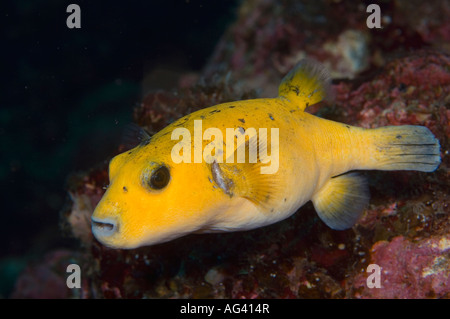 Un Faraone Puffer Arothron meleagris di Cocos Island, Costa Rica. Questa è la specie " fase gialla. Foto Stock