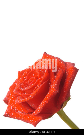 Rosa rossa Foto Stock