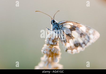 Melanargia galathea. Bianco Marmo butterfly sull'erba nella campagna inglese Foto Stock