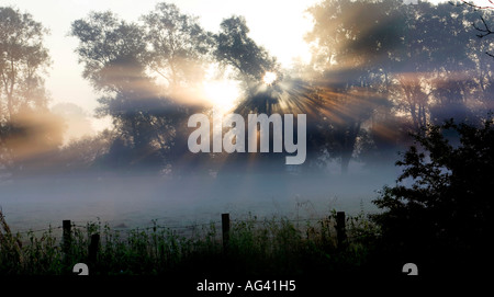 La mattina presto misty raggi del sole attraverso gli alberi nella campagna inglese Foto Stock