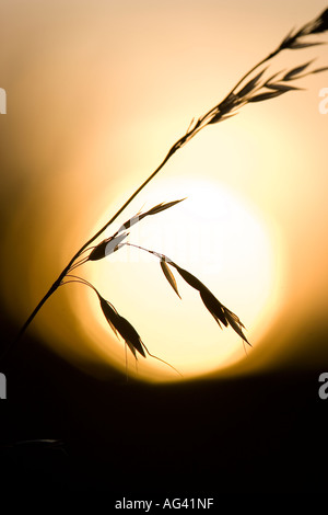 Profilo di Silhouette di un unico stelo di erba contro il sole che tramonta nella campagna inglese Foto Stock