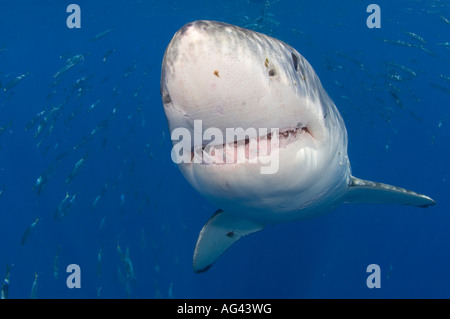 Il grande squalo bianco (Carcharodon carcharias) fotografato in Isola di Guadalupe, in Messico. Foto Stock