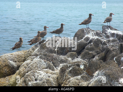 Gabbiani in Muleje Baja California Messico Foto Stock