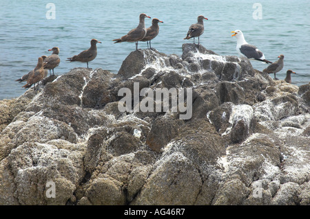Gabbiani in Muleje Baja California Messico Foto Stock