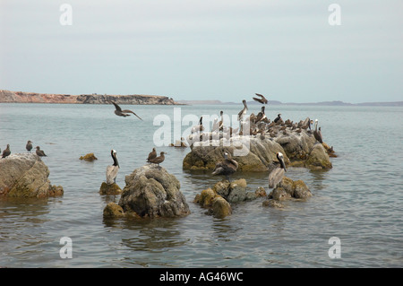 Uccelli in Muleje Baja California Messico Foto Stock