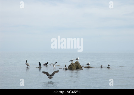 Uccelli in Muleje Baja California Messico Foto Stock