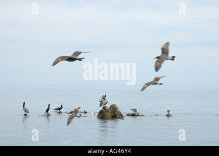 Uccelli in Muleje Baja California Messico Foto Stock