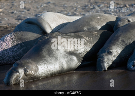 Northern Elephant guarnizioni (Mirounga angustirostris) nell isola di Guadalupe, in Messico. Foto Stock