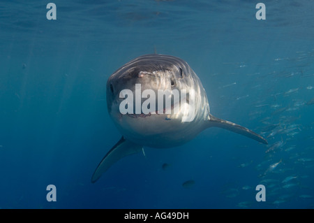 Il grande squalo bianco (Carcharodon carcharias) fotografato in Isola di Guadalupe, in Messico. Foto Stock