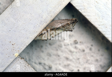 Chrysalid di coda forcuta butterfly Papilio machaon in giardino recinto Foto Stock