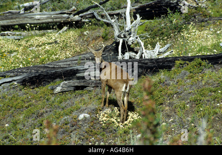 Femmina del cervo Huemul - Guemal Foto Stock