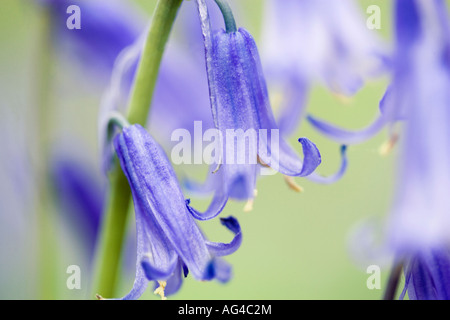 Immagine ravvicinata di inglese bluebells in primavera. Foto Stock