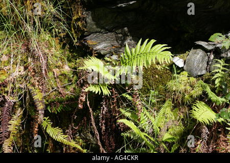 Disco Fern crescente al di fuori di un tappeto di Sphagnum Moss sulle pendici del Ben Arthur il ciabattino Arrochar Scozia Scotland Foto Stock