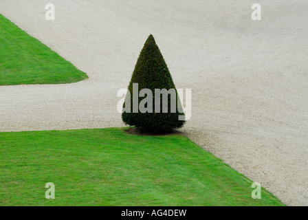 Forma conica tagliata tree, Chateau Vaux le Vicomte, Francia Foto Stock