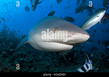 Squalo toro (Carcharhinus leucas) in Shark Reef, Pacific Harbour, Viti Levu. Isole Fiji. Foto Stock