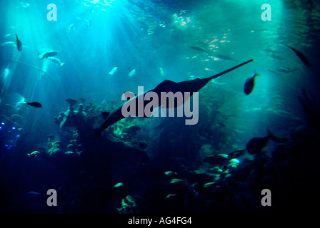 Un Sawfish, una specie in via di estinzione della famiglia ray, caratterizzato da una lunga visto-come muso, noto anche come un falegname di squalo, incontrate al profondo. Foto Stock