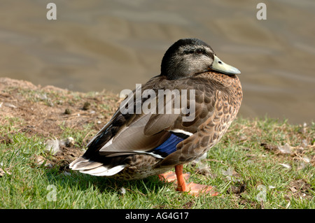 Femmina Mallard duck Foto Stock