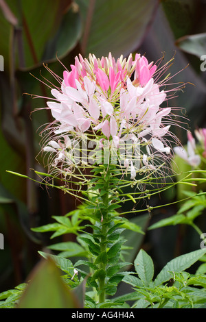 Cleome hassleriana Wisley Royal Horticultural Gardens Surrey in Inghilterra Foto Stock