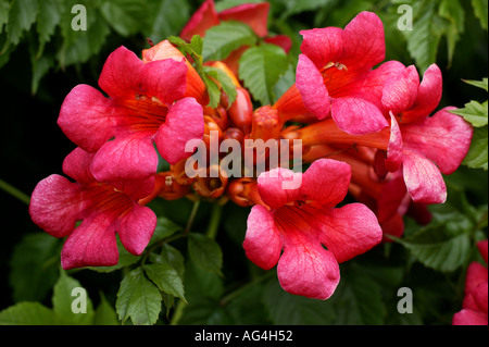 La tromba della vigna, Campsis radicans, Wisley Royal Horticultural Gardens Surrey in Inghilterra Foto Stock