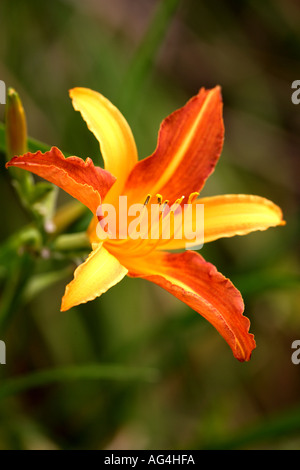 Hemerocallis Jane Graham Wisley Royal Horticultural Gardens Surrey in Inghilterra Foto Stock