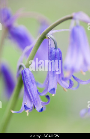 Immagine ravvicinata di inglese bluebells in primavera. Foto Stock