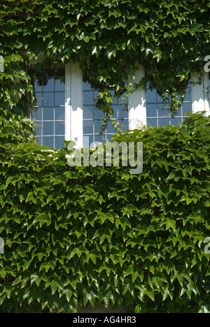 Finestra nel mezzo di edera Foto Stock