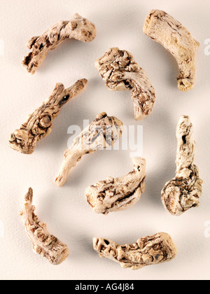 ANGELICA SINENSIS Dong Quai Foto Stock