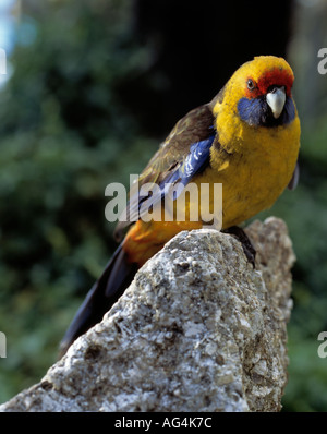 Primo piano di un pappagallo colorato della Tasmania Foto Stock