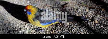 Primo piano di un pappagallo colorato della Tasmania Foto Stock