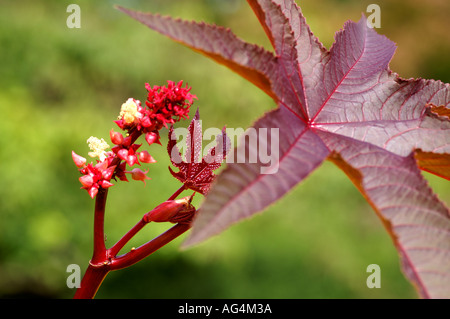 Ricinus communis Castor bean fiore Foto Stock