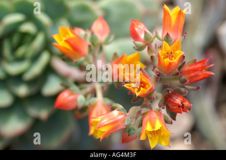 Echeveria pulvinata frosty Foto Stock