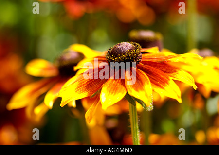 Rudbeckia hirta Golden Brown black-eyed Susan Blackiehead Brown Betty Brown Daisy Foto Stock