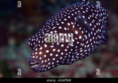 Un Faraone Puffer Arothron meleagris di Cocos Island, Costa Rica Foto Stock