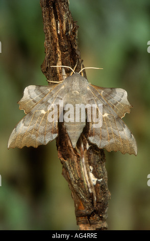 Il PIOPPO Hawk-moth Laothoe populi a riposo su un ramoscello di pioppo, Todwick, South Yorkshire, Inghilterra Foto Stock