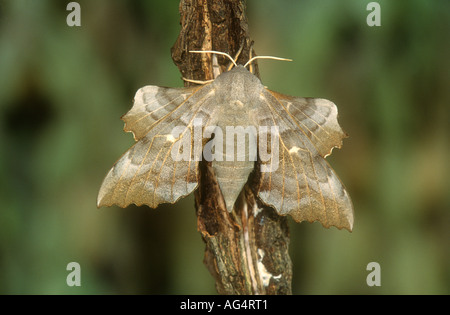 Il PIOPPO Hawk-moth Laothoe populi a riposo su un ramoscello di pioppo, Todwick, South Yorkshire, Inghilterra Foto Stock