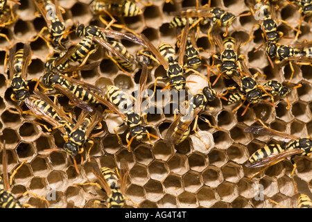 Adulto giacca gialla vespe e larve su un grande nido Spagna Foto Stock