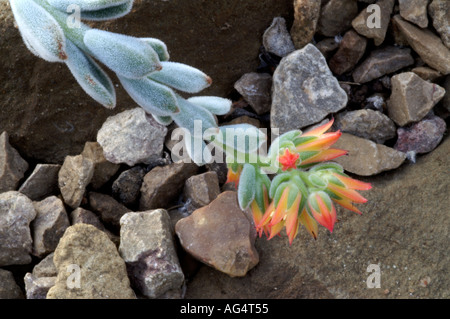 Echeveria Pulvinata Frosty impianto di ciniglia "frosty" Foto Stock