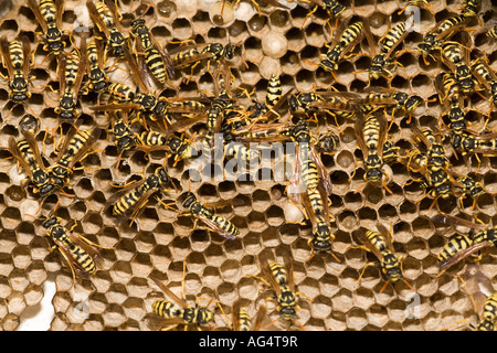 Adulto giacca gialla vespe e larve su un grande nido Spagna Foto Stock