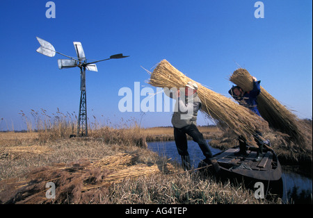 Paesi Bassi Steenwijk persone reed di taglio nel parco nazionale chiamato weerriben Foto Stock