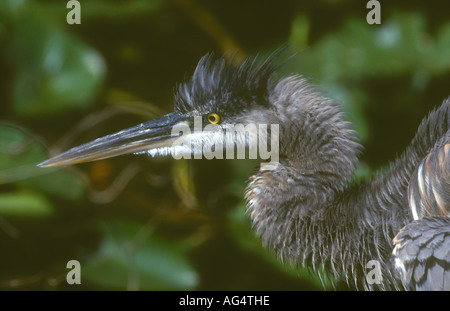 Airone blu Ardea erodiade immaturi di close-up di testa e collo con piume sollevate, Royal Palm, Evergades, Florida, Stati Uniti d'America Foto Stock