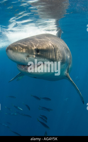 Il grande squalo bianco (Carcharodon carcharias) fotografato in Isola di Guadalupe, in Messico. Foto Stock