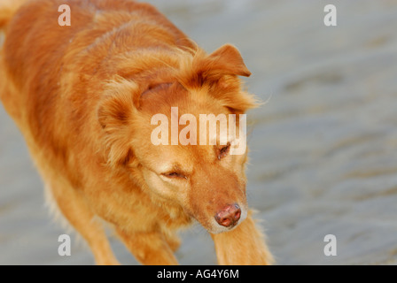 Cane sulla spiaggia in esecuzione con un rivestimento dorato e un aspetto sano ansimando senza fiato cane walking mantello lucido walkies Foto Stock