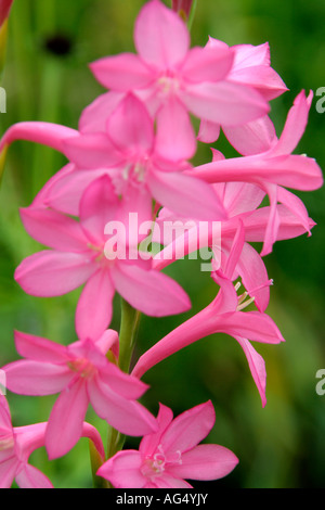 WATSONIA TRESCO DWARF Foto Stock