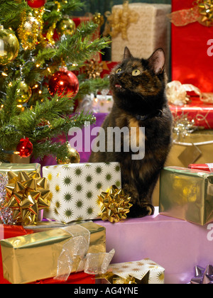 Cat tra i regali di Natale Foto Stock