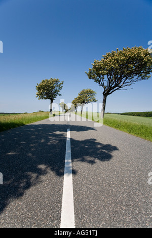 Strada alberata 1 una strada diritta con un centro bianco di linea e alberato in primavera fioriscono contro un cielo blu Foto Stock